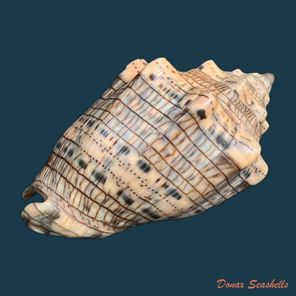 voluta-musica-linnaeus-1758-83mm-copia