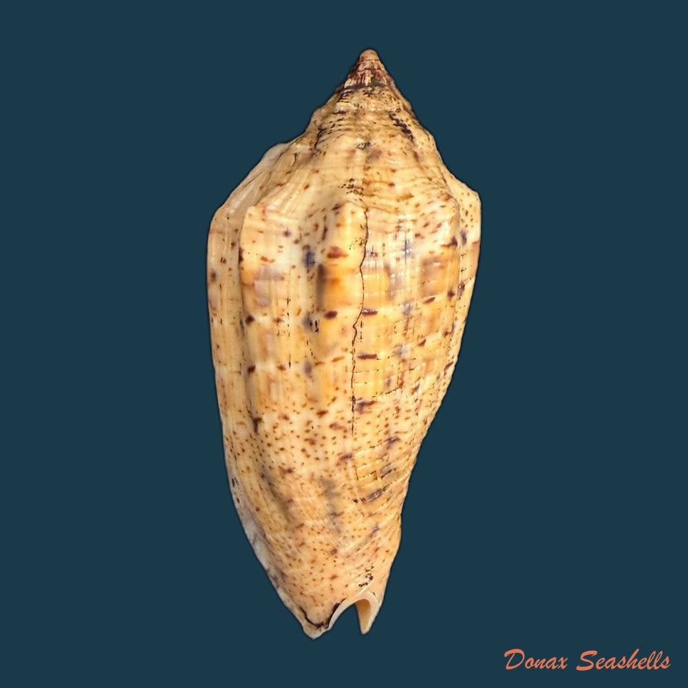 voluta-musica-plicata-dillwyn-1817-86-4mm-copia
