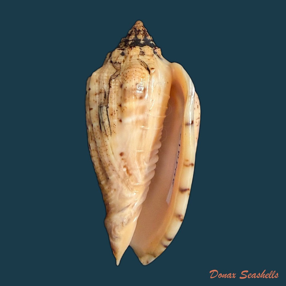 voluta-musica-plicata-dillwyn-1817-86-4mm-copia