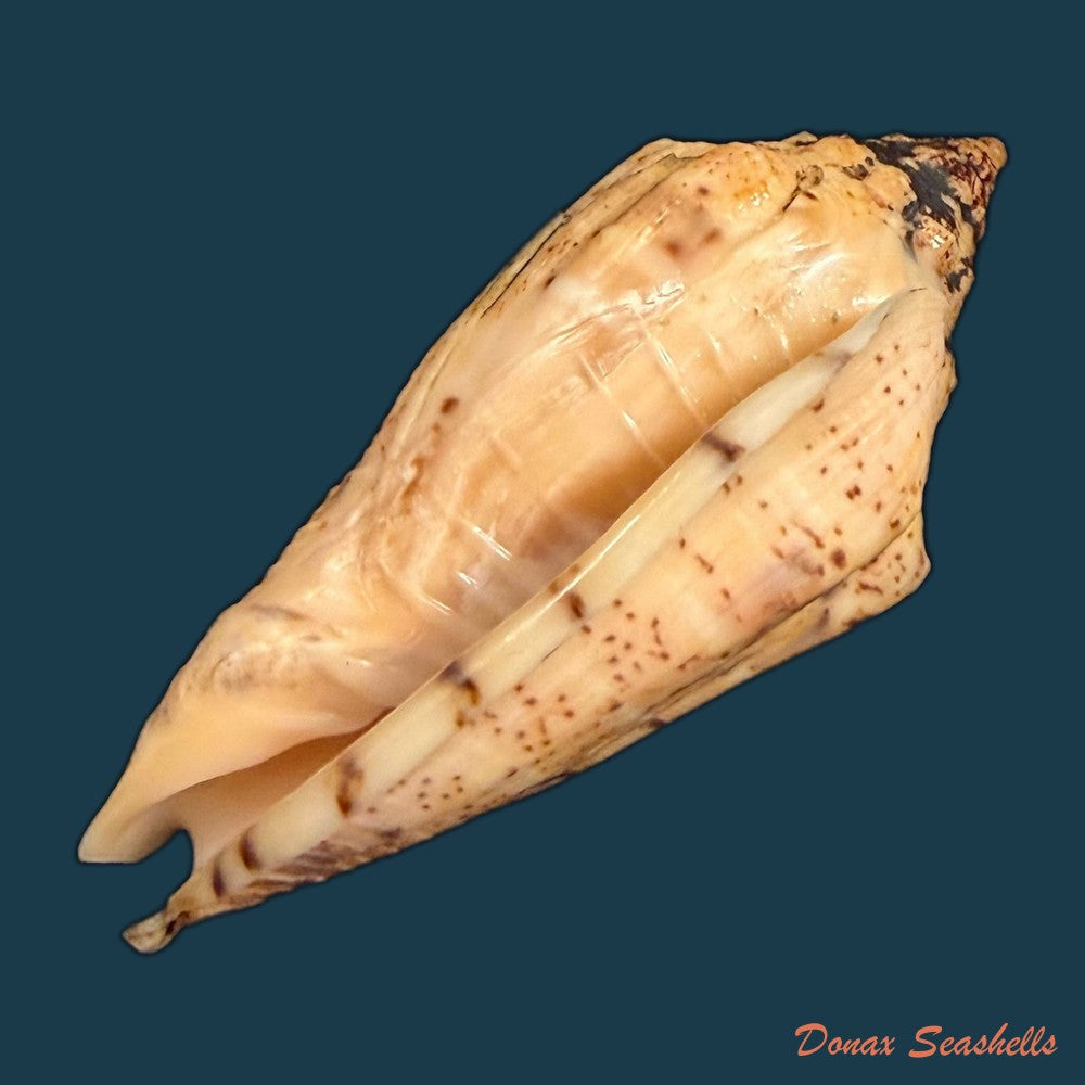 voluta-musica-plicata-dillwyn-1817-86-4mm-copia