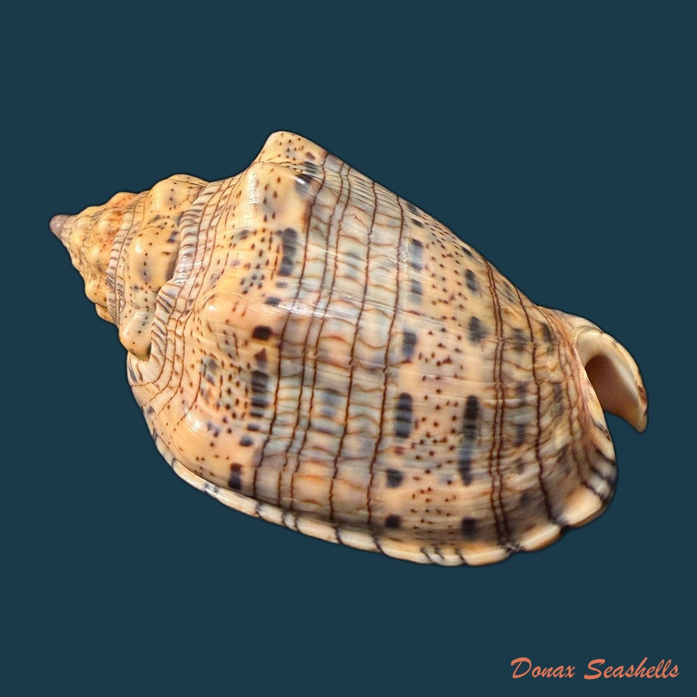 voluta-musica-plicata-dillwyn-1817-91-2mm-copia