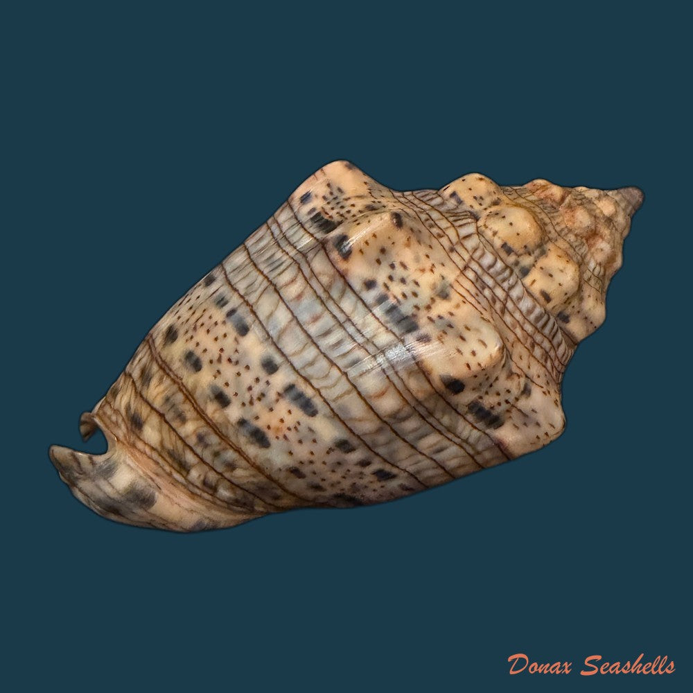 voluta-musica-plicata-dillwyn-1817-91-2mm-copia