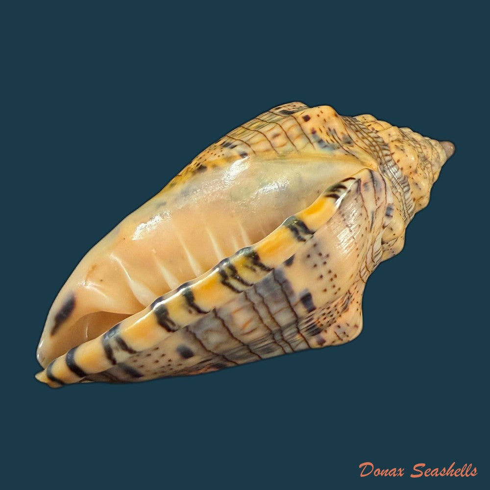 voluta-musica-plicata-dillwyn-1817-91-2mm-copia