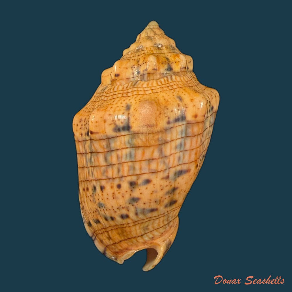 voluta-musica-plicata-dillwyn-1817-95-3mm-copia