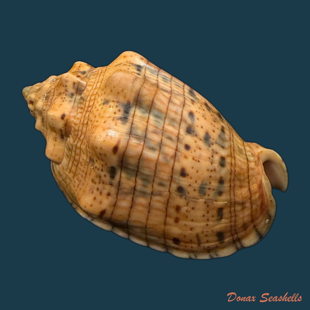 voluta-musica-plicata-dillwyn-1817-95-3mm-copia