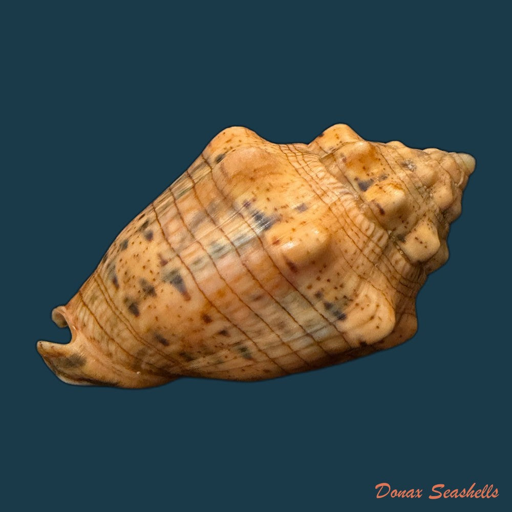 voluta-musica-plicata-dillwyn-1817-95-3mm-copia