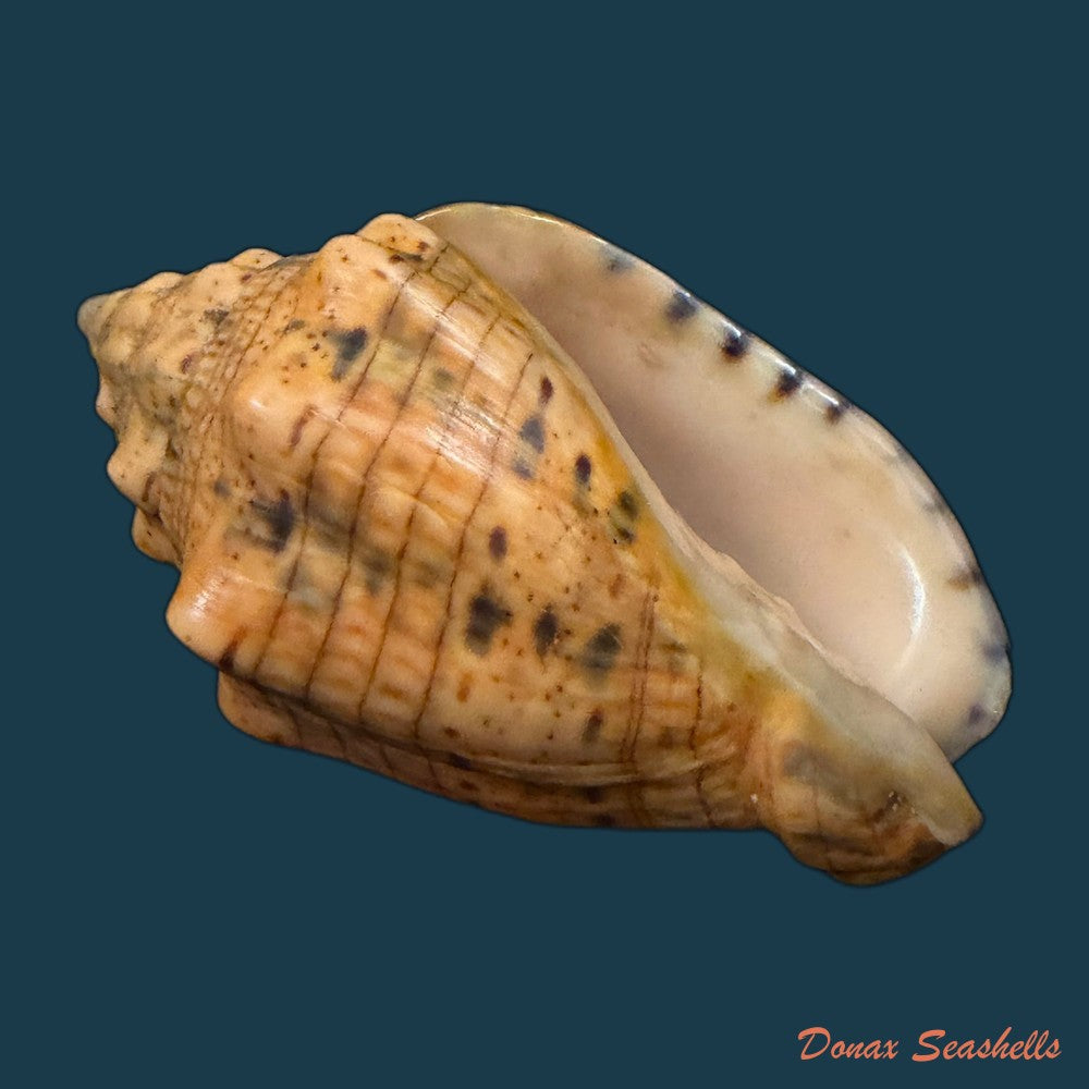 voluta-musica-plicata-dillwyn-1817-95-3mm-copia