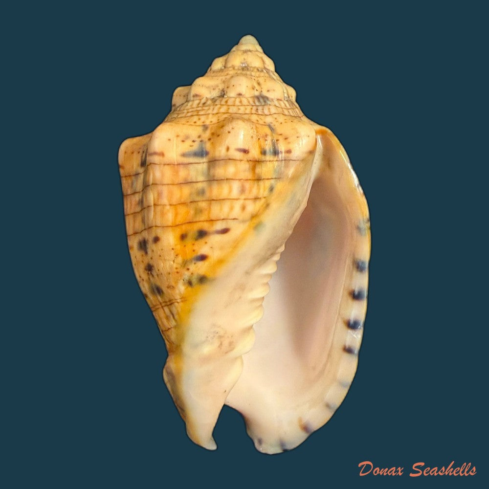 voluta-musica-plicata-dillwyn-1817-95-3mm-copia