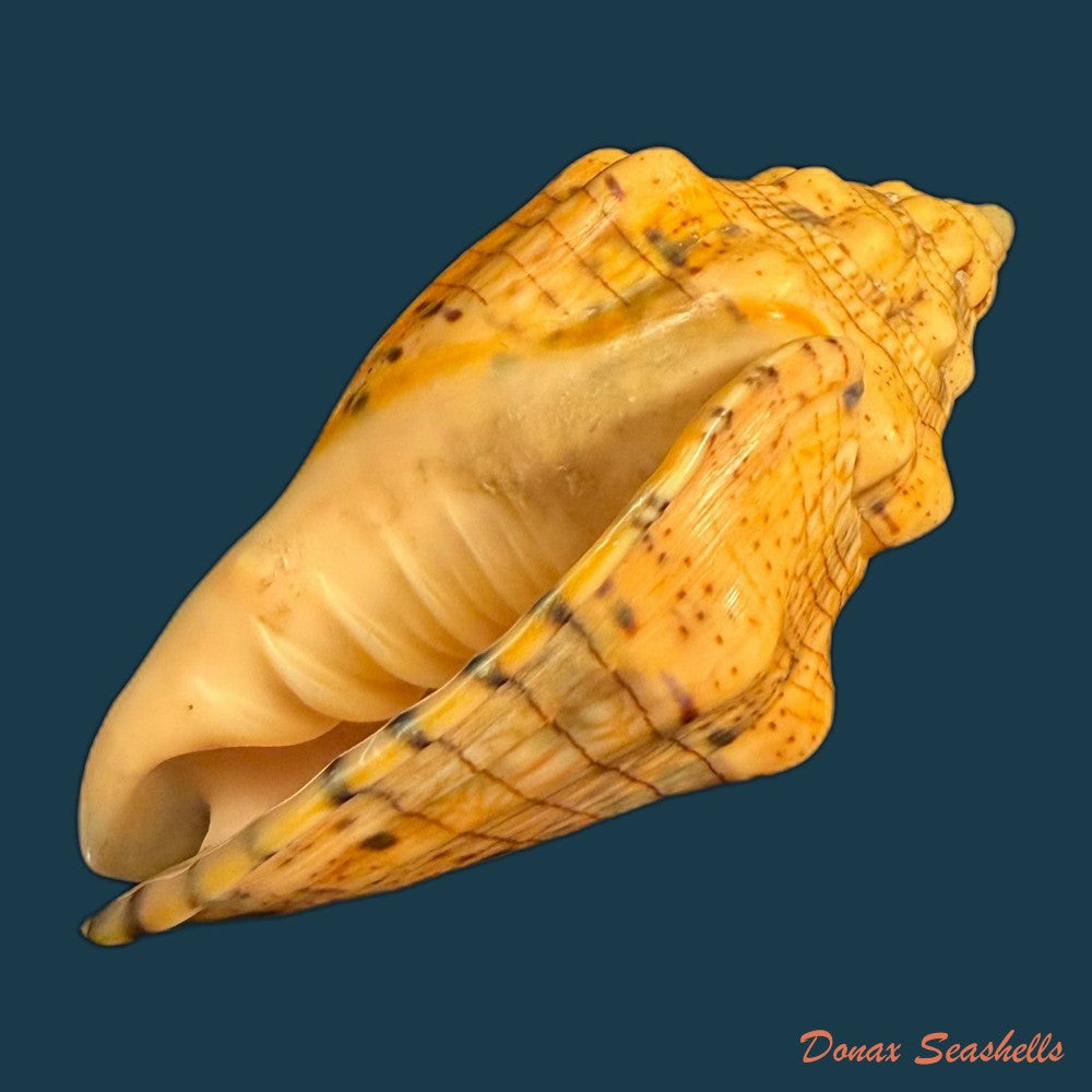 voluta-musica-plicata-dillwyn-1817-95-3mm-copia