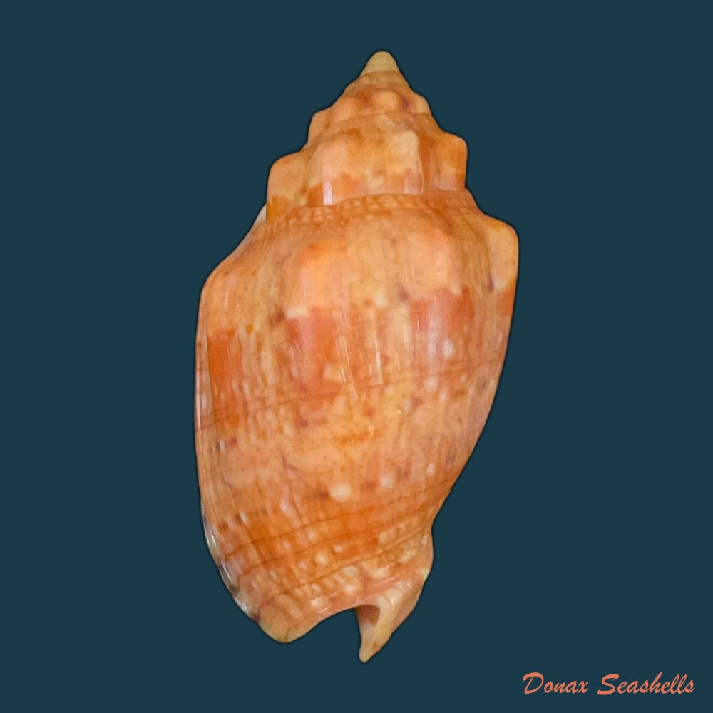 voluta-virescens-lightfoot-1786-113-9mm-copia
