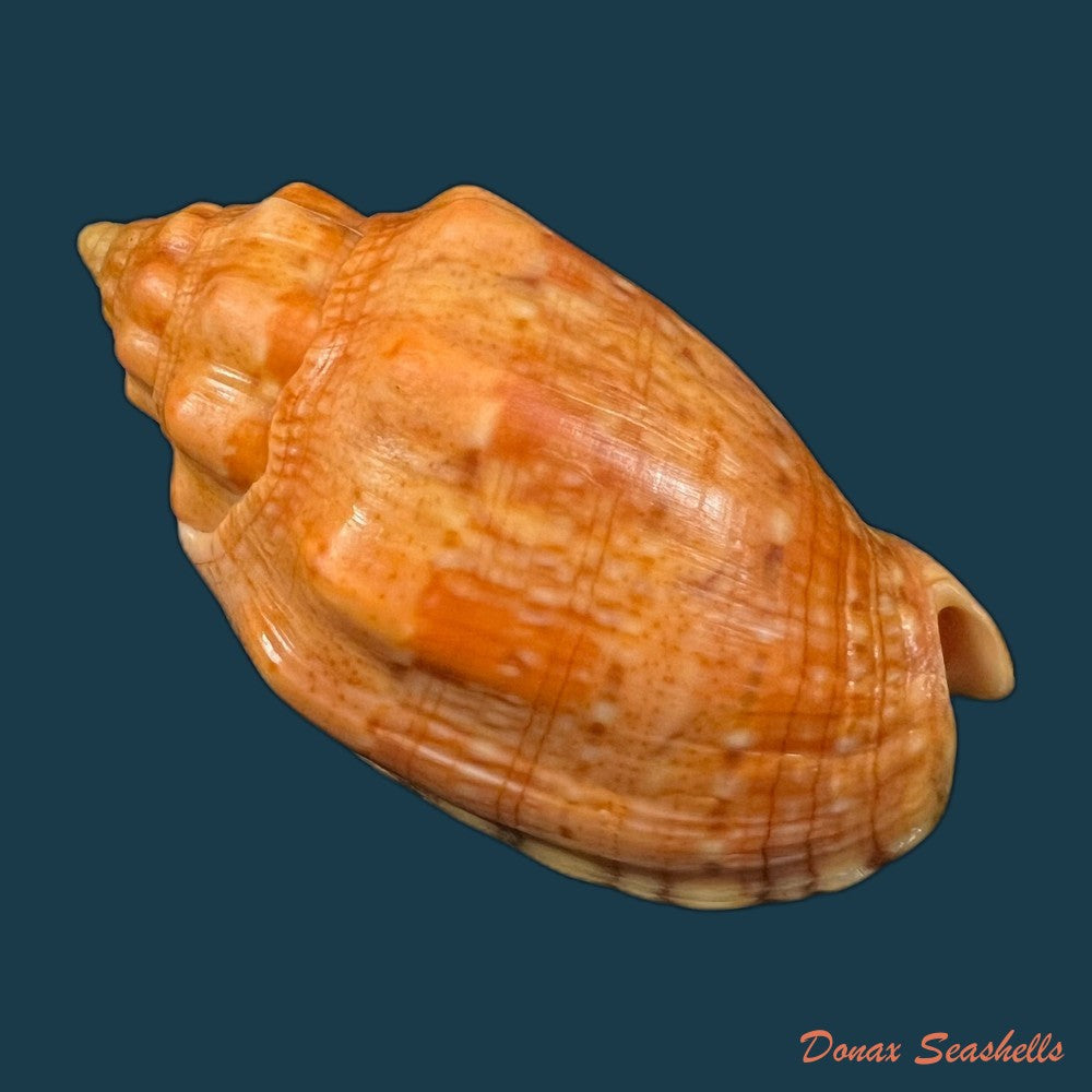 voluta-virescens-lightfoot-1786-113-9mm-copia