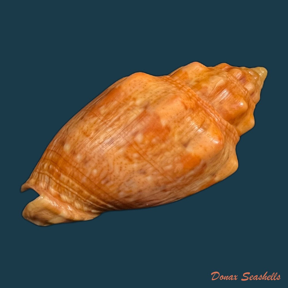 voluta-virescens-lightfoot-1786-113-9mm-copia