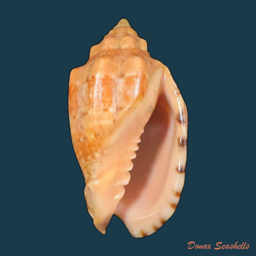 voluta-virescens-lightfoot-1786-113-9mm-copia