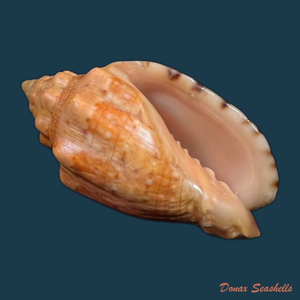 voluta-virescens-lightfoot-1786-113-9mm-copia
