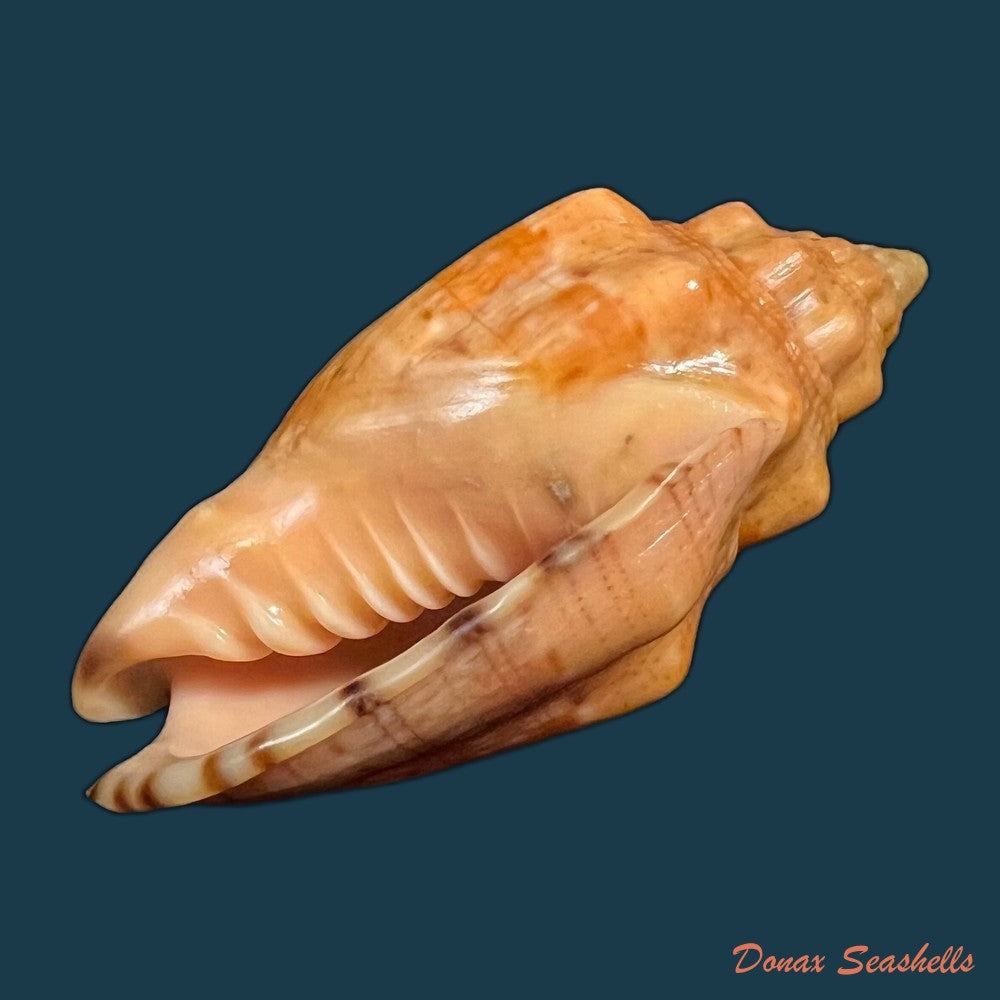 voluta-virescens-lightfoot-1786-113-9mm-copia