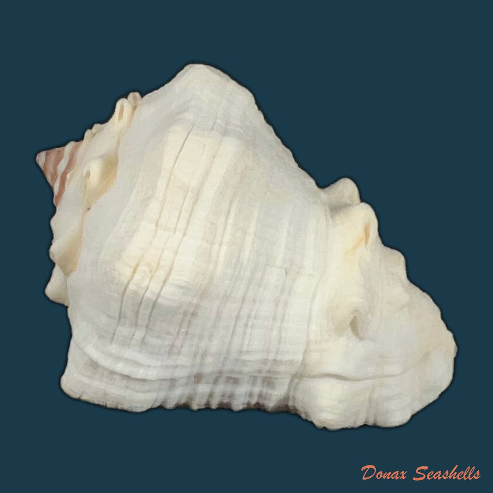 volutella-muricata-born-1778-79mm-copia
