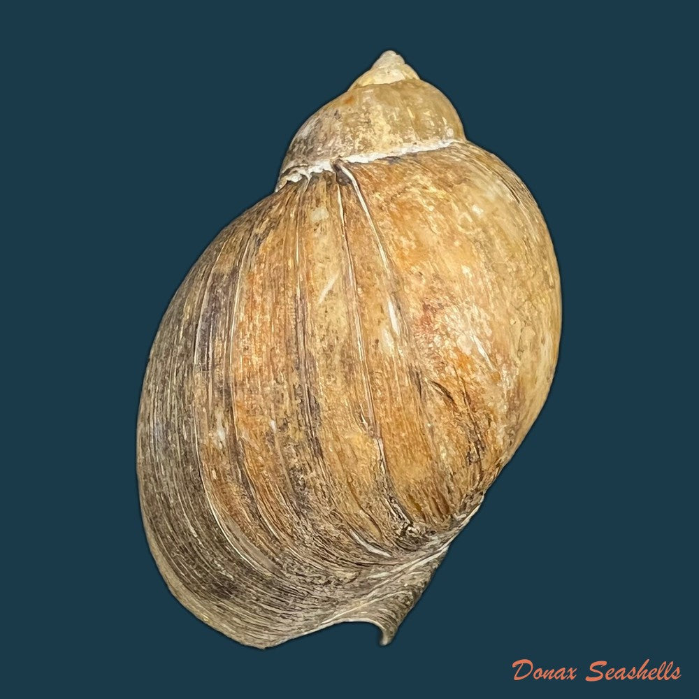 volutharpa-perryi-jay-1857-42-8mm-copia