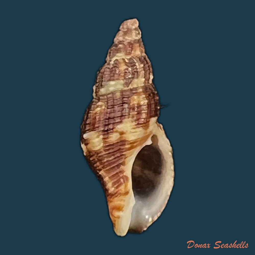 volutharpa-perryi-jay-1857-51-5mm-copia