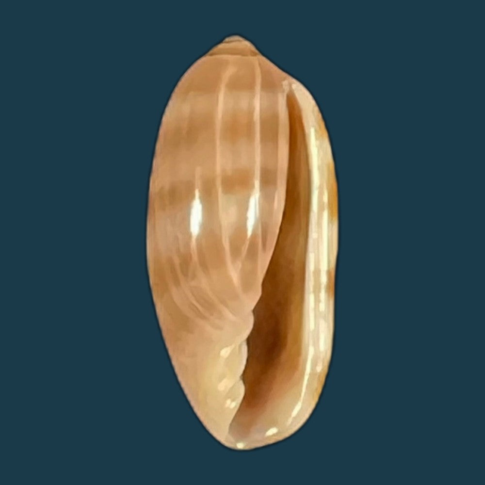 volvarina-arabica-f-boyer-2015-11-7mm-copia