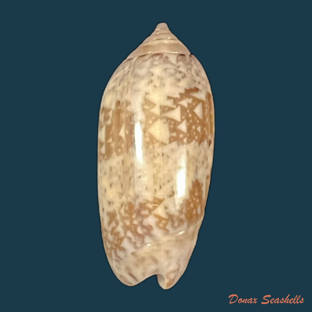 vullietoliva-splendidula-g-b-sowerby-i-1825-37-2mm-copia