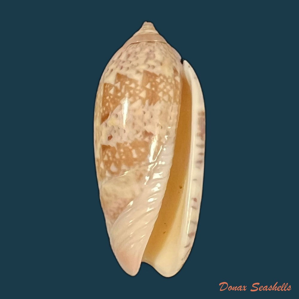 vullietoliva-splendidula-g-b-sowerby-i-1825-37-2mm-copia