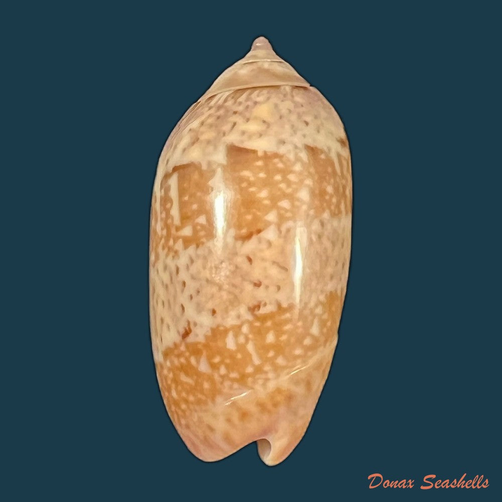 vullietoliva-splendidula-g-b-sowerby-i-1825-39-3mm-copia-1
