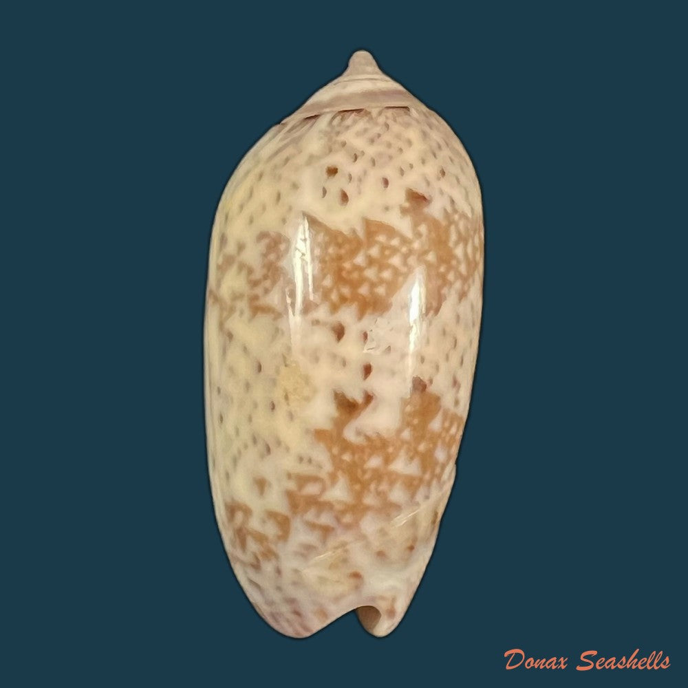 vullietoliva-splendidula-g-b-sowerby-i-1825-39-3mm-copia
