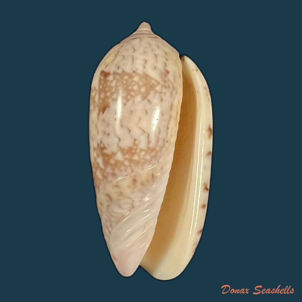 vullietoliva-splendidula-g-b-sowerby-i-1825-39-3mm-copia