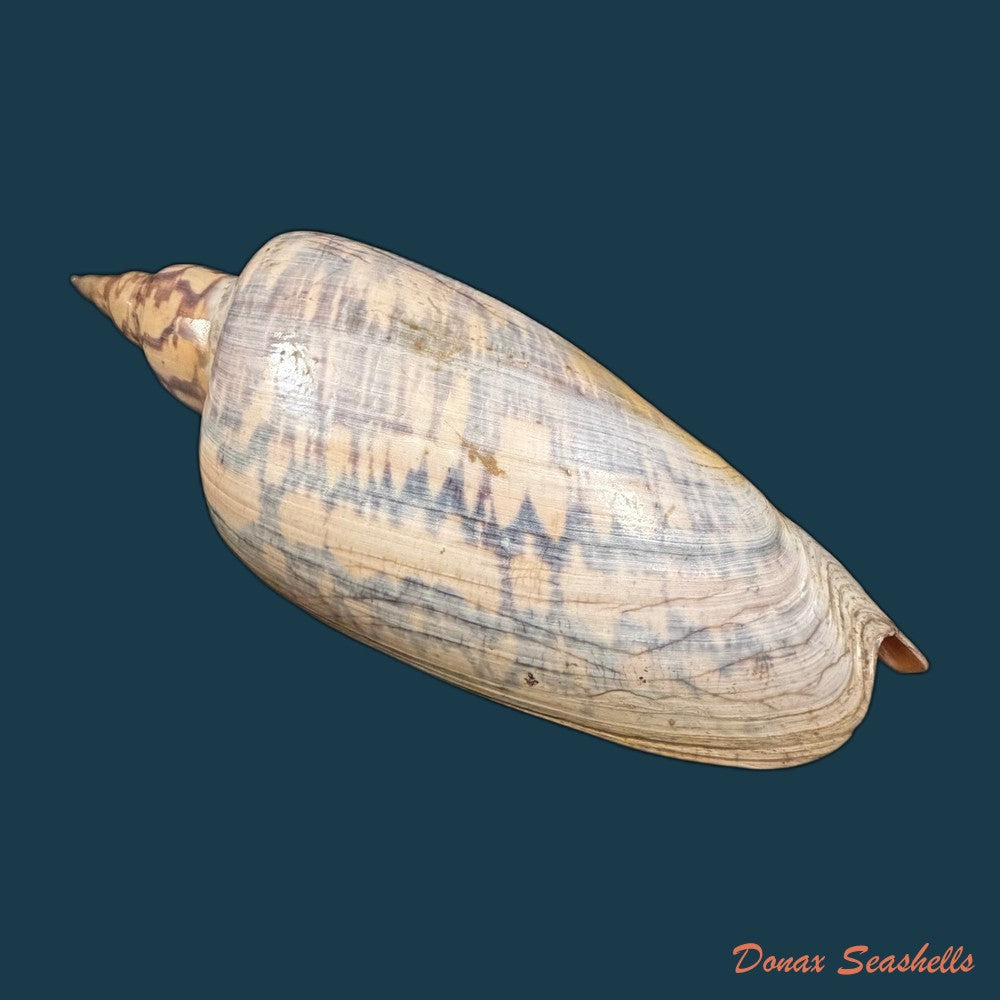 zidona-dufresnei-donovan-1823-203-5mm-copia