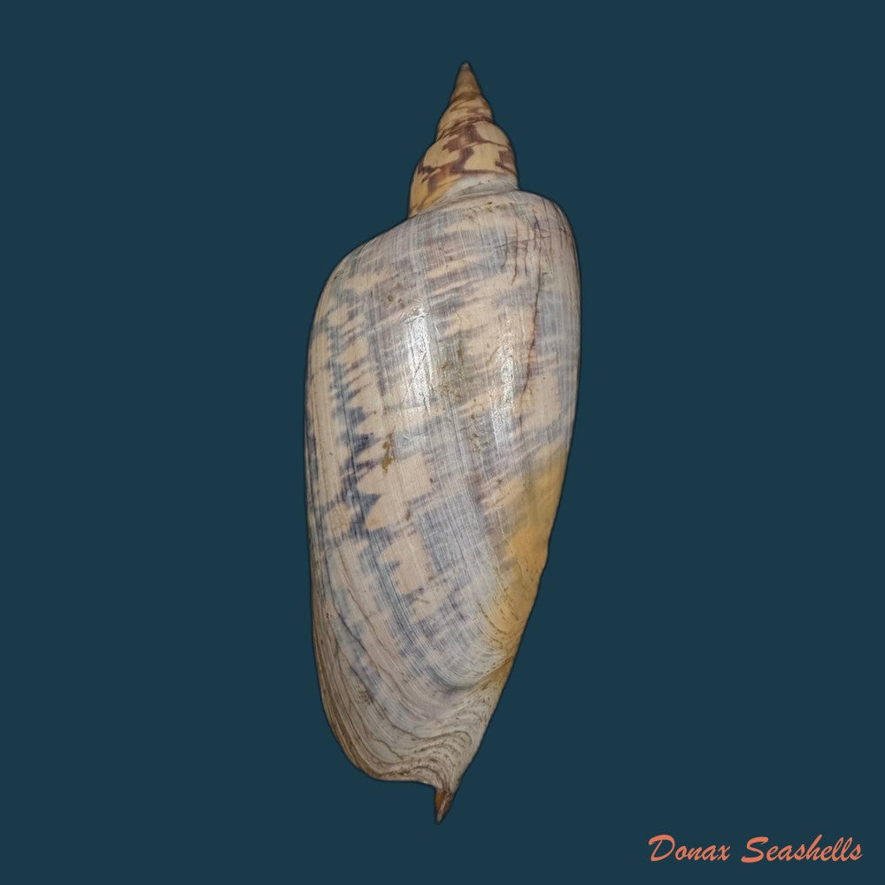 zidona-dufresnei-donovan-1823-203-5mm-copia