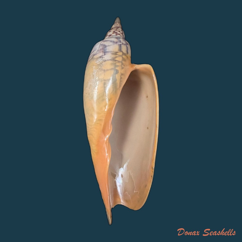 zidona-dufresnei-donovan-1823-203-5mm-copia