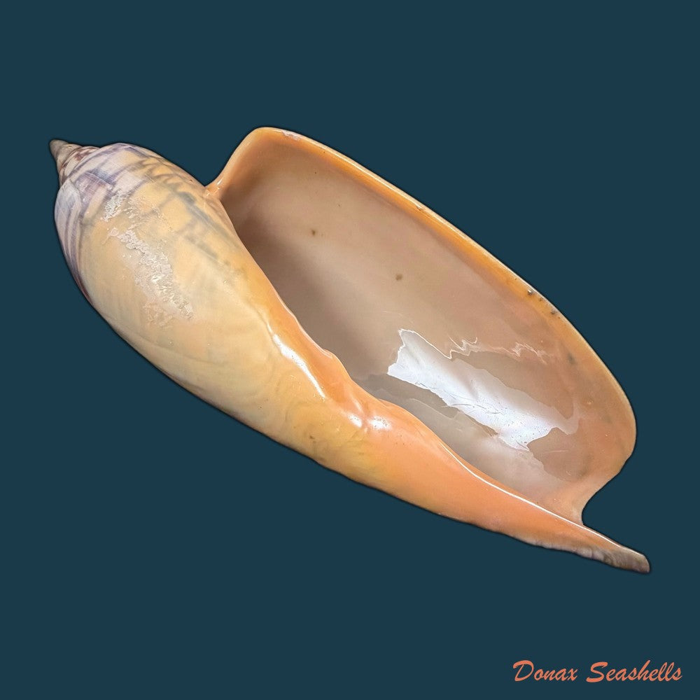 zidona-dufresnei-donovan-1823-203-5mm-copia