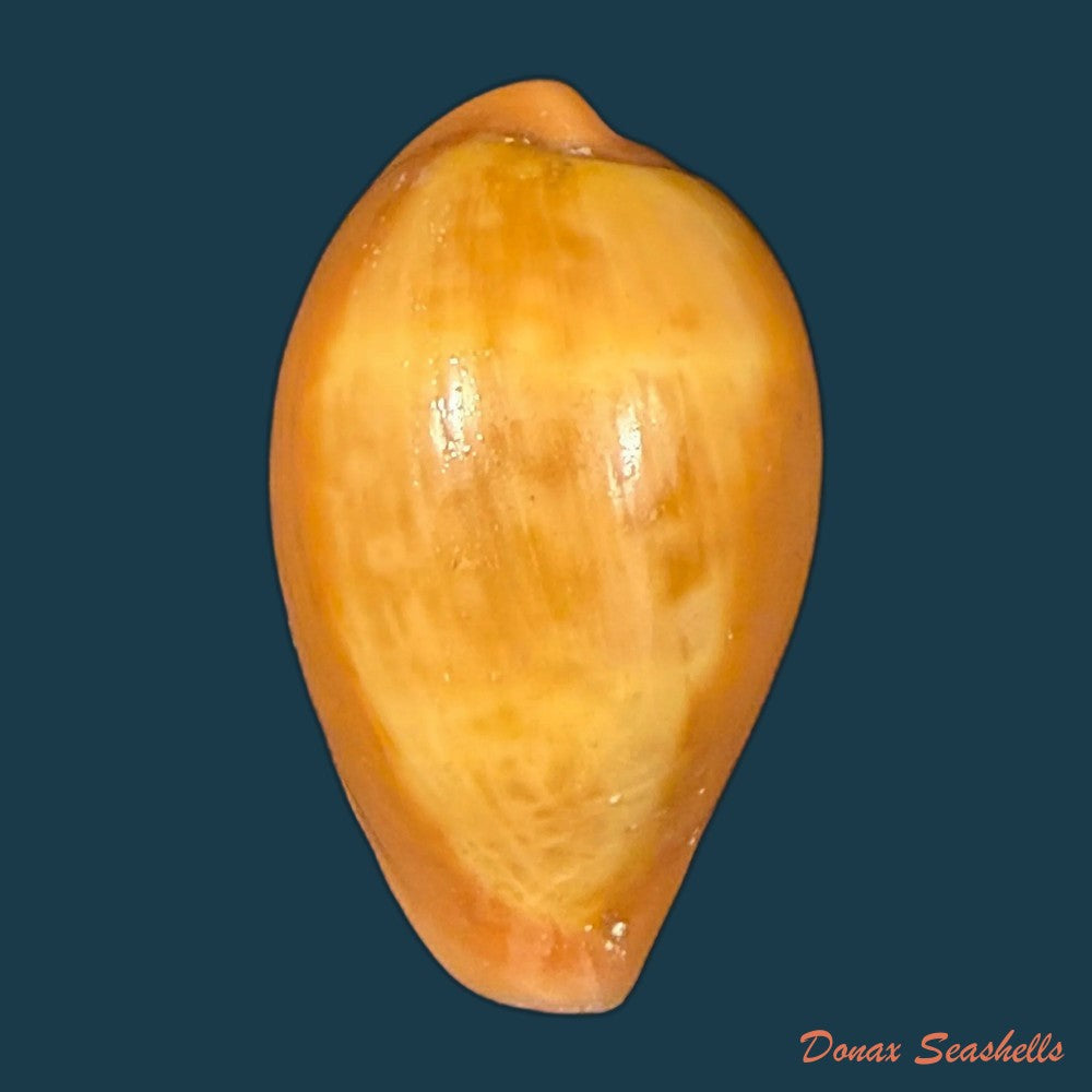 zonaria-pyrum-nigromarginata-deprez-govaert-2009-35-6mm-copia