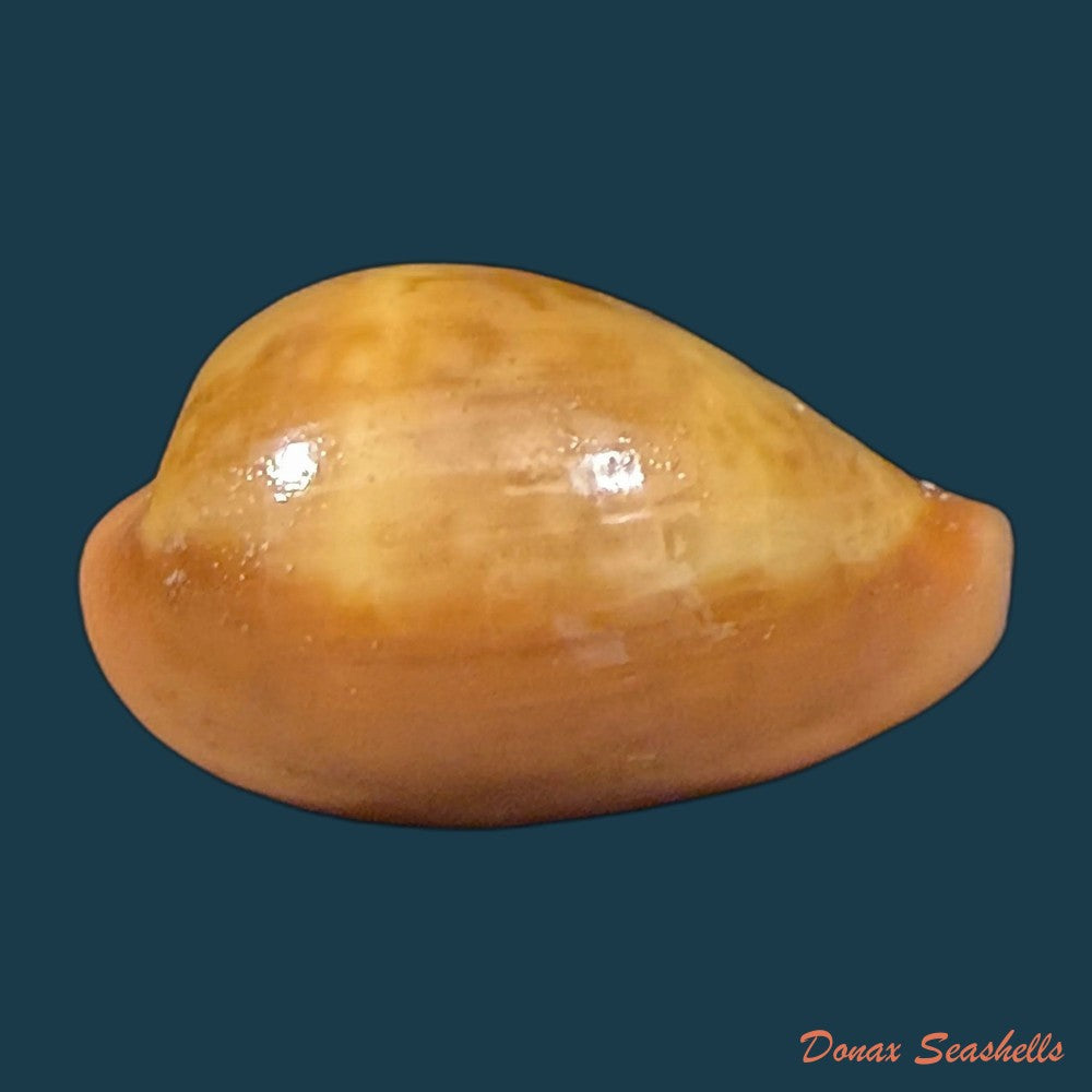 zonaria-pyrum-nigromarginata-deprez-govaert-2009-35-6mm-copia