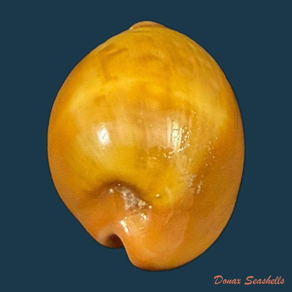 zonaria-pyrum-nigromarginata-deprez-govaert-2009-35-6mm-copia