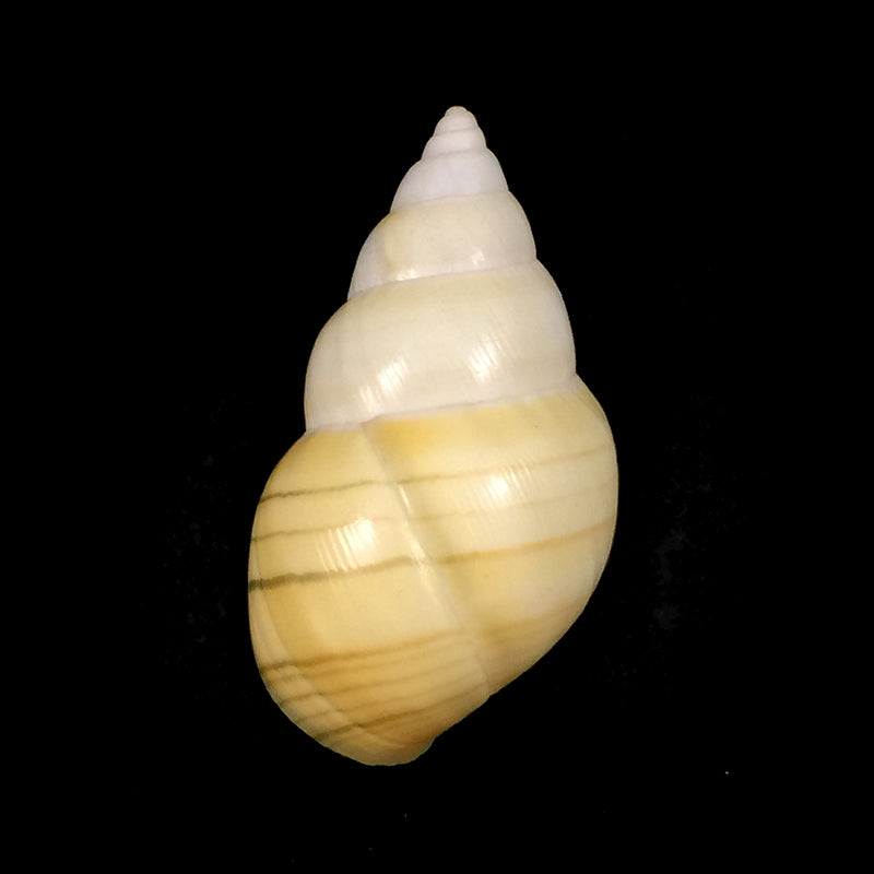 Liguus fasciatus aurantius Clench, 1929