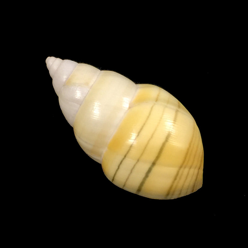 Liguus fasciatus aurantius Clench, 1929