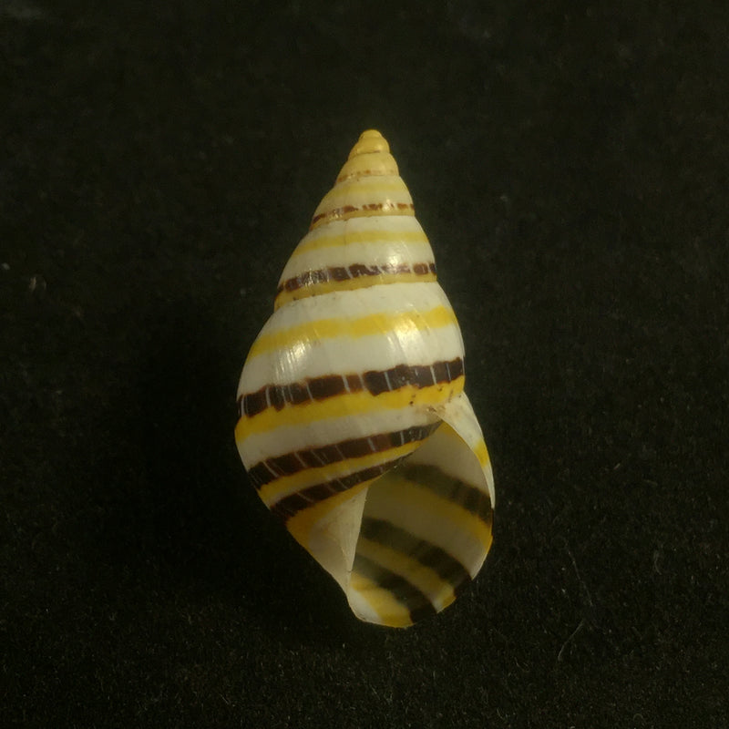 Drymaeus mexicanus primularis (Lamarck, 1822) - 24,2mm