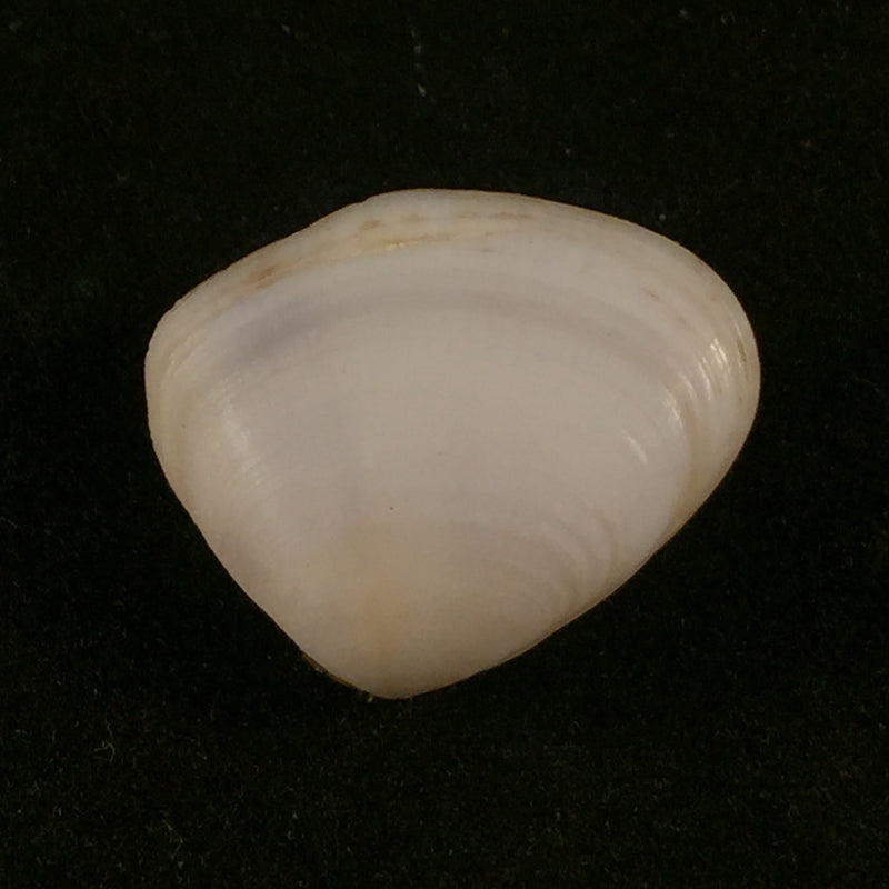 Donax faba Gmelin, 1791 - 19,1mm