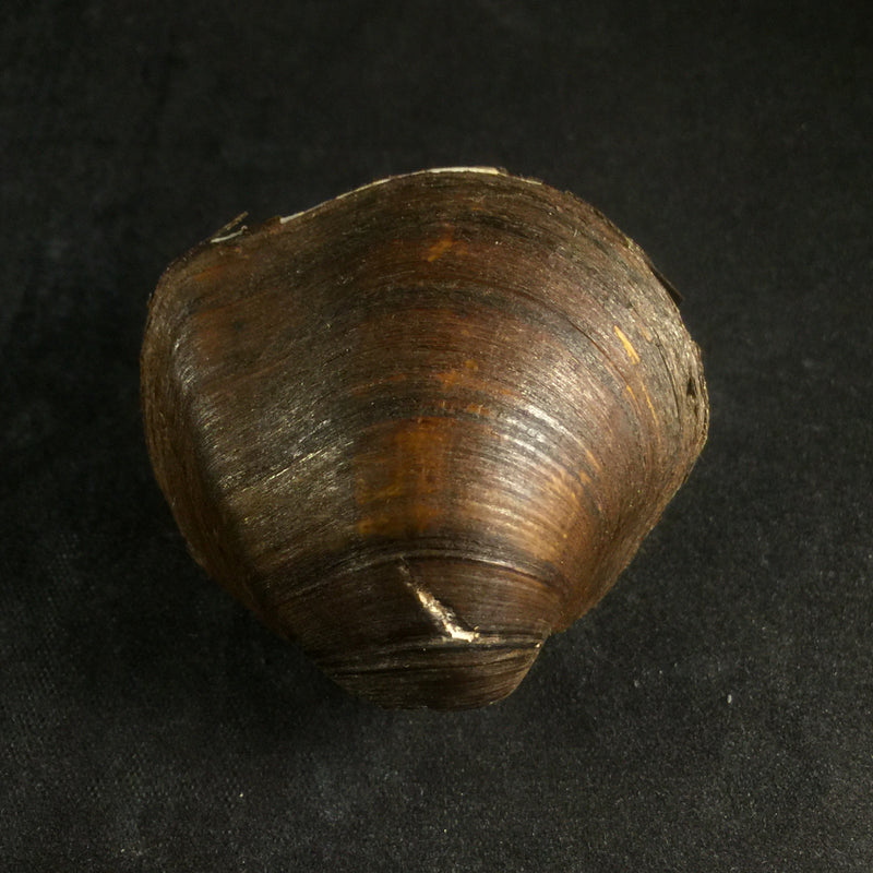 Fusconaia flava (Rafinesque, 1820) - 41,3mm