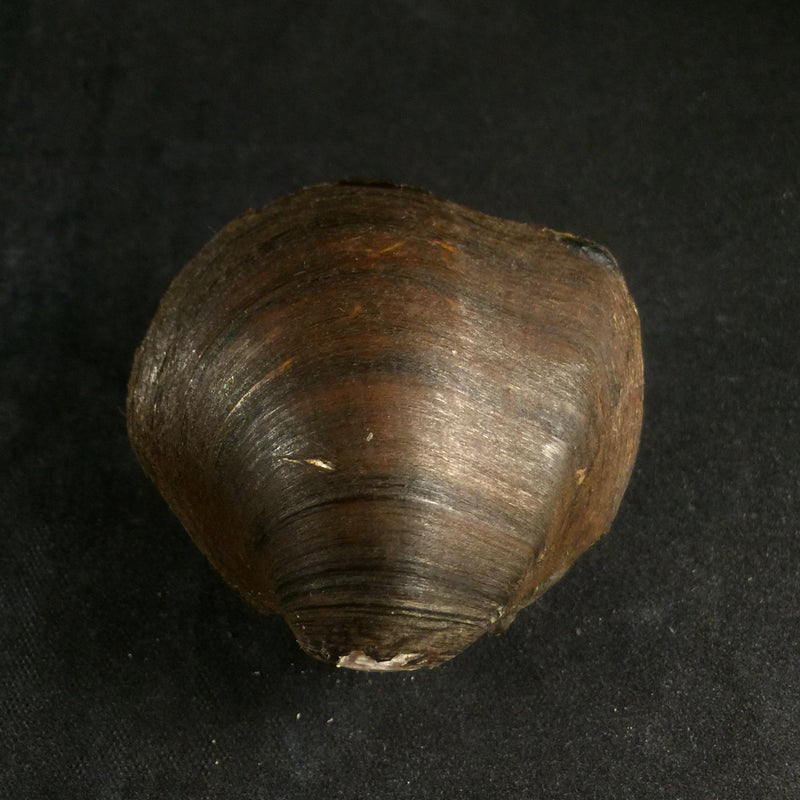 Fusconaia flava (Rafinesque, 1820) - 41,3mm