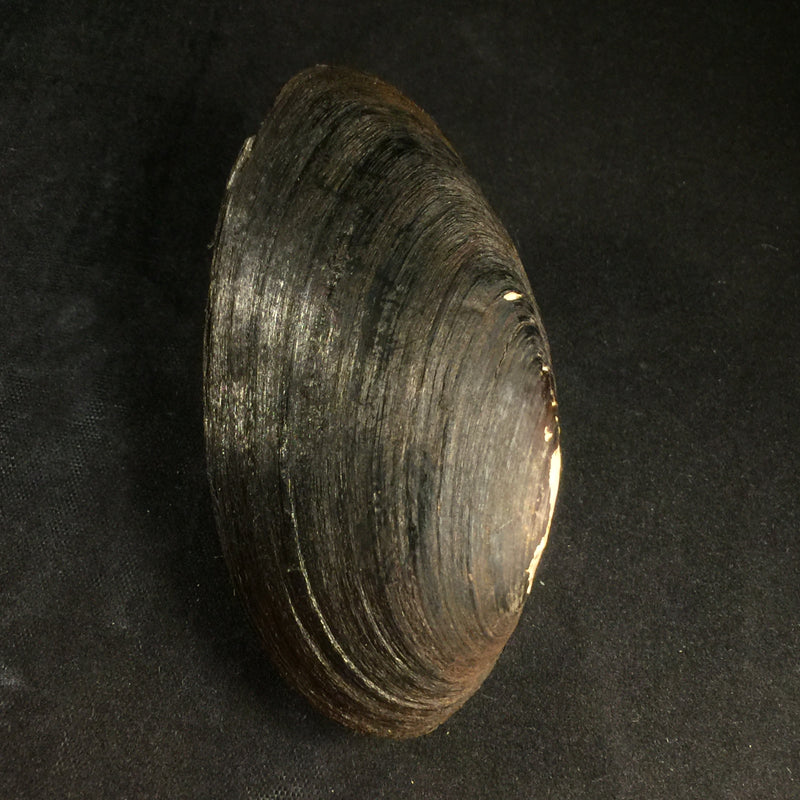 Elliptio dilatata (Rafinesque, 1820) - 76,8mm