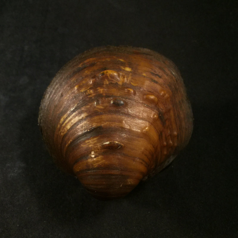 Cyclonaias pustulosa (Lea, 1831) - 59,4mm