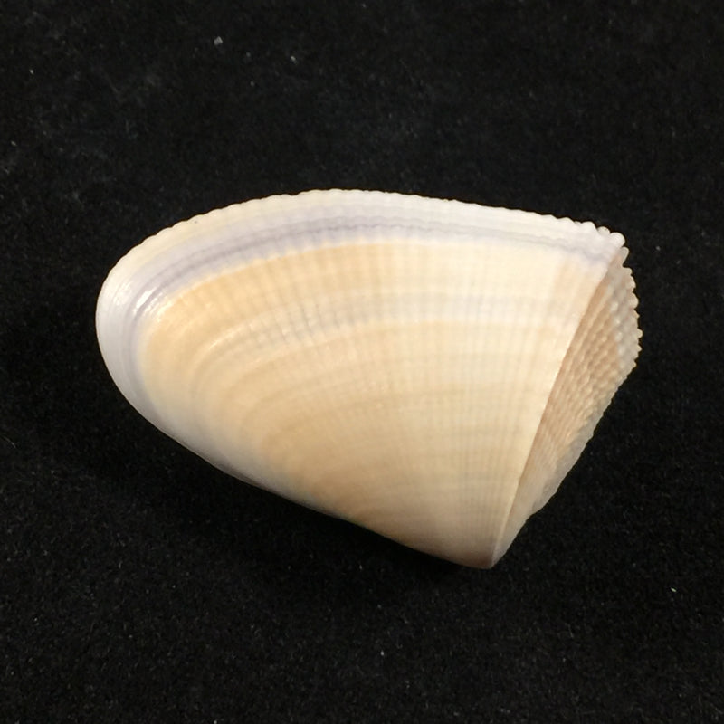 Donax hanleyanus Philippi, 1842 - 27,2mm