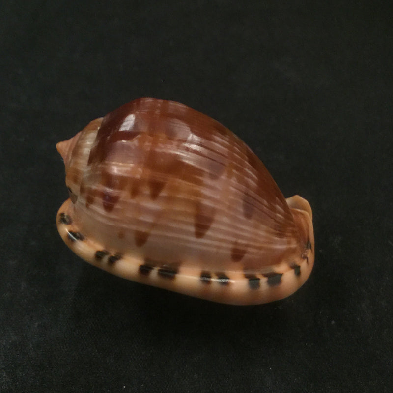 Cypraecassis testiculus senegalica (Gmelin, 1791) - 51,7mm