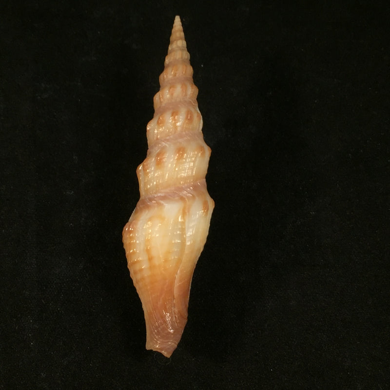 Crassispira maura (G. B. Sowerby I, 1834) - 69,9mm