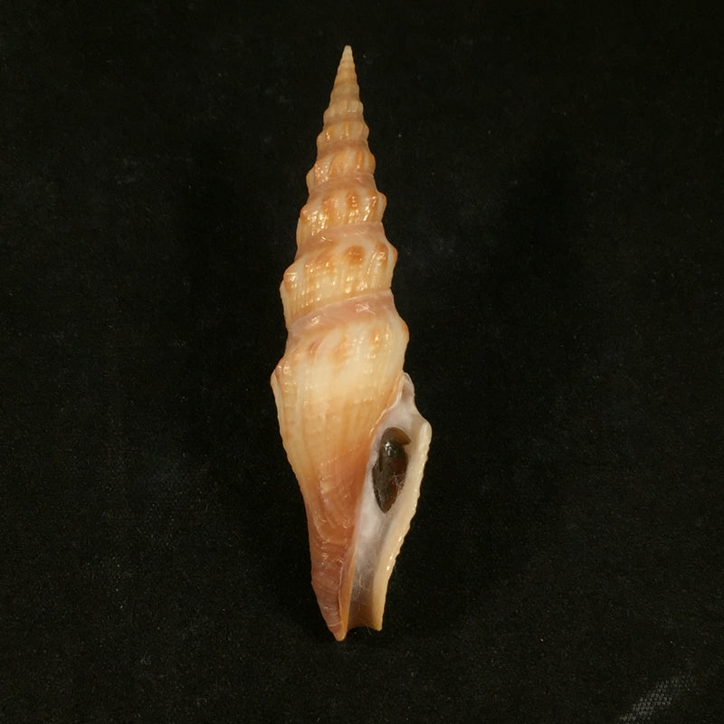 Crassispira maura (G. B. Sowerby I, 1834) - 69,9mm