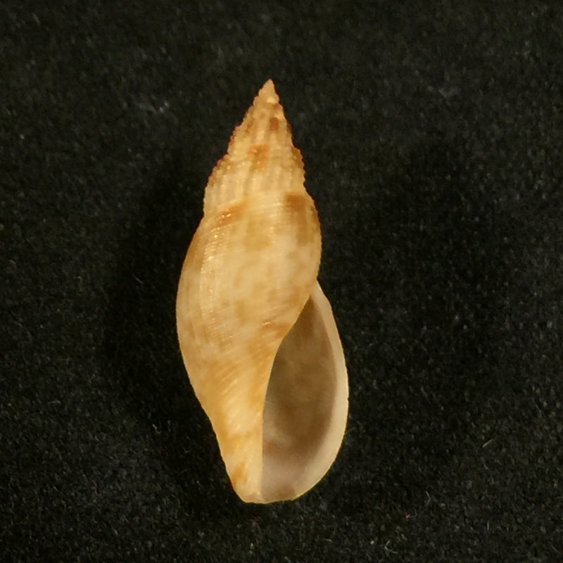 Daphnella lymneiformis (Kiener, 1840) - 16,8mm
