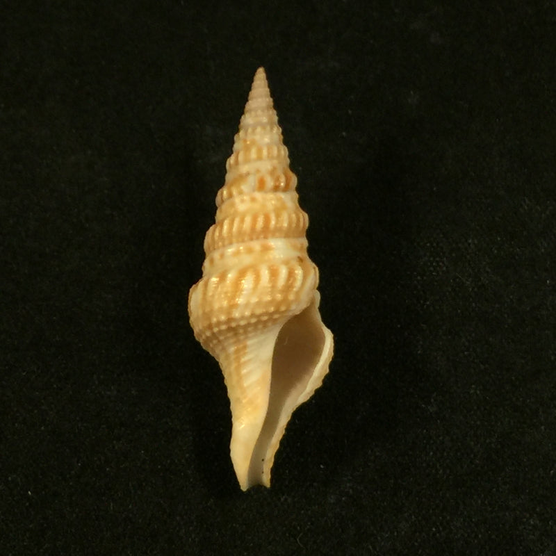 Turricula nelliae spuria (Hedley, 1922) - 35,8mm