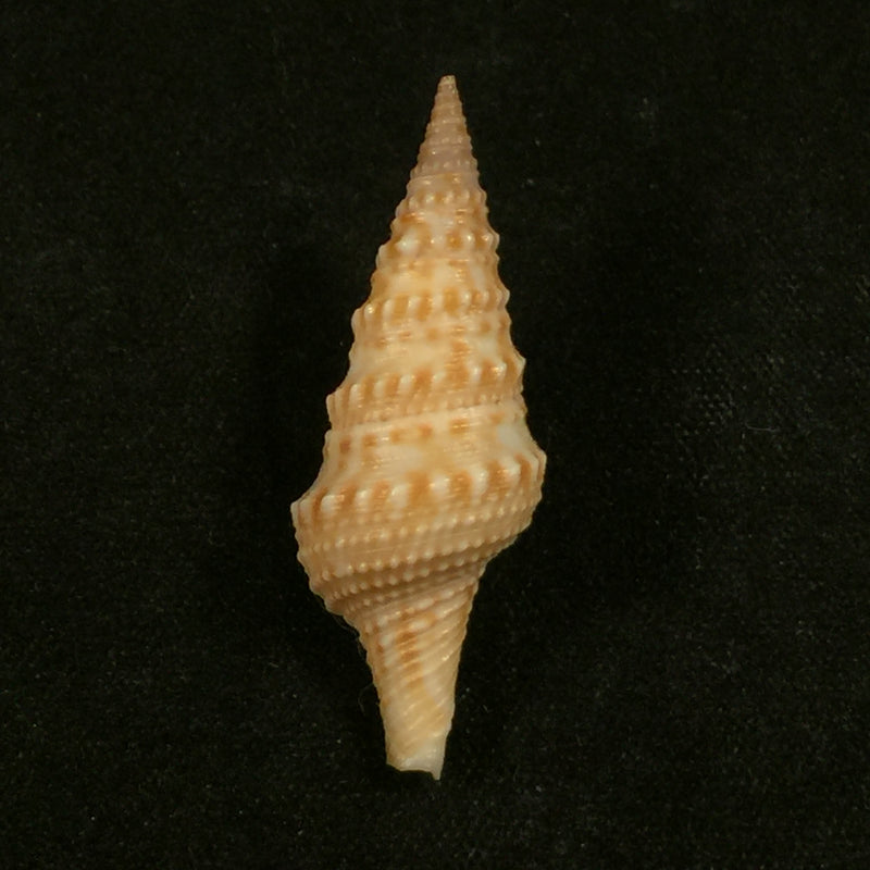 Turricula nelliae spuria (Hedley, 1922) - 32,6mm